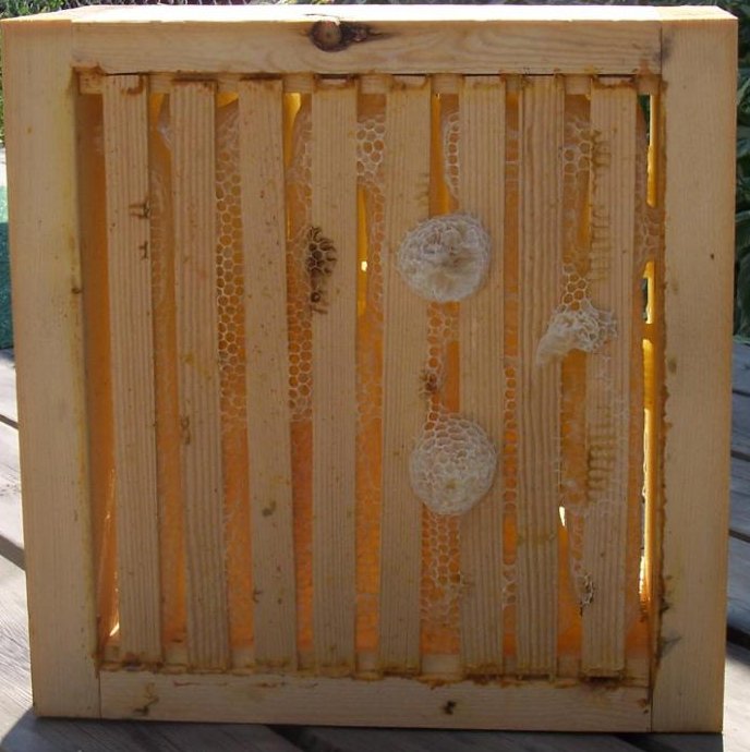 alberta_honey_harvest2.jpg (74667 bytes)