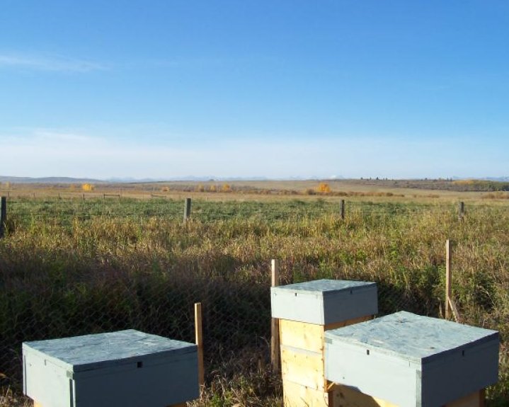 alberta_roofs.jpg (67798 bytes)