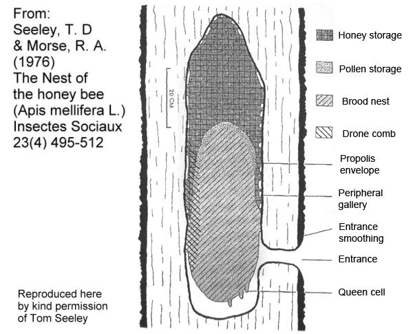 seeley_morse_1976_generalised_nest.jpg (65891 bytes)